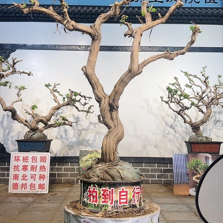 完全开放金银花8888