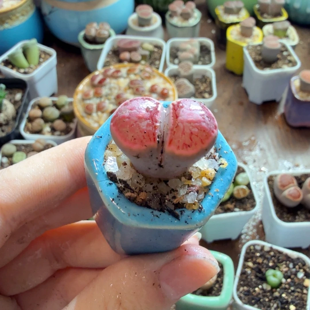 C***多肉植物和植物的生长发育235