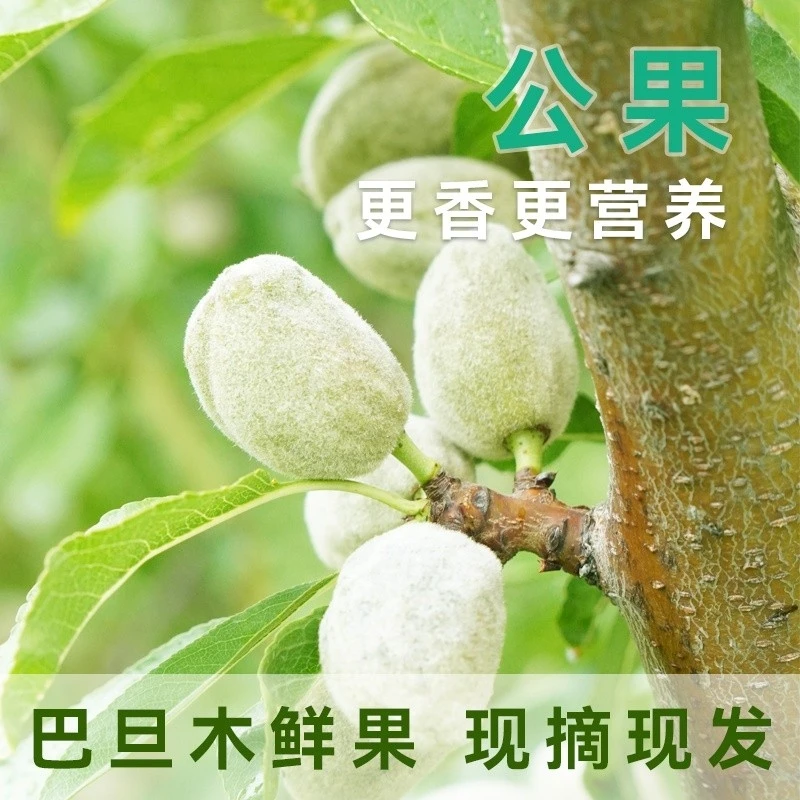新鲜现摘带青壳原味鲜果绿皮巴旦木即食新鲜巴旦木扁桃仁