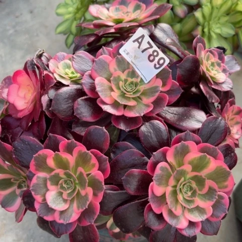 789凤冠22厘米左右有断枝