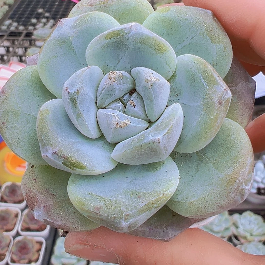 大冰玉2盆19包邮多肉植物