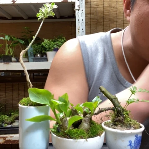 红陶一物一拍所见即所得75