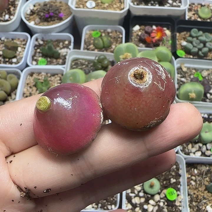 灯泡2.5-2.7cm多肉植物240
