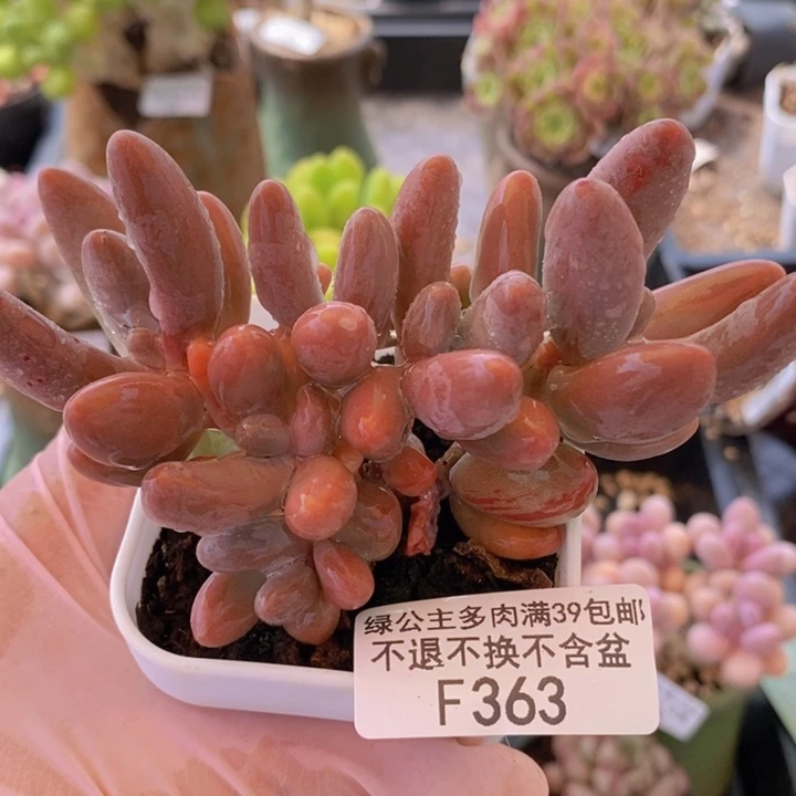 红手指10cm363多肉植物