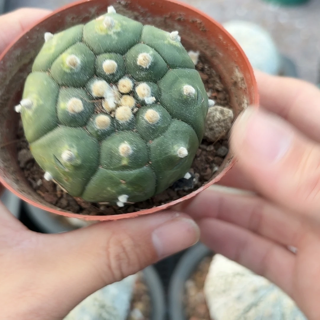 脱土发，保健康，一物一拍