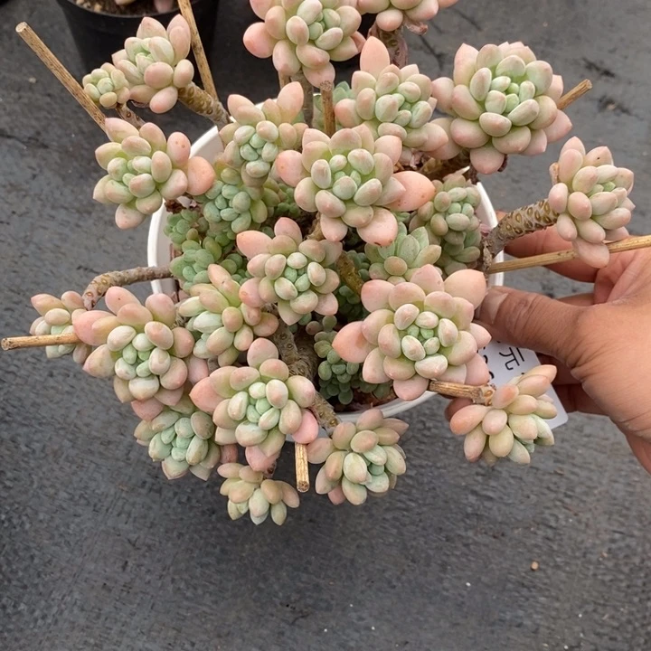夏悦多肉0526-36鱼子酱