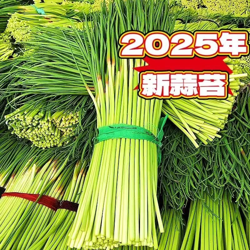 【现摘现发】2025新鲜蒜薹红帽蒜薹应季蔬菜多仓发货