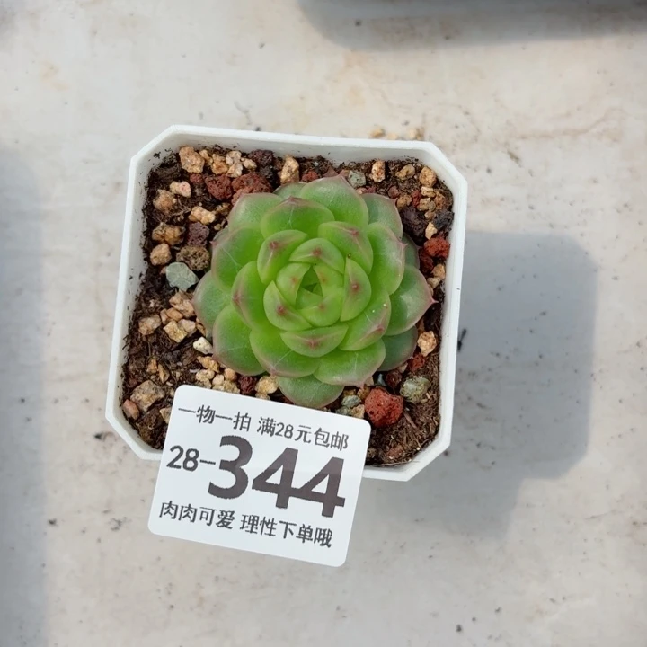 阿祖多肉无盆土发货多肉多