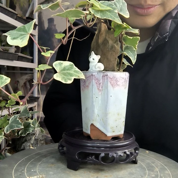 诺*小盆景小植物一物一拍65