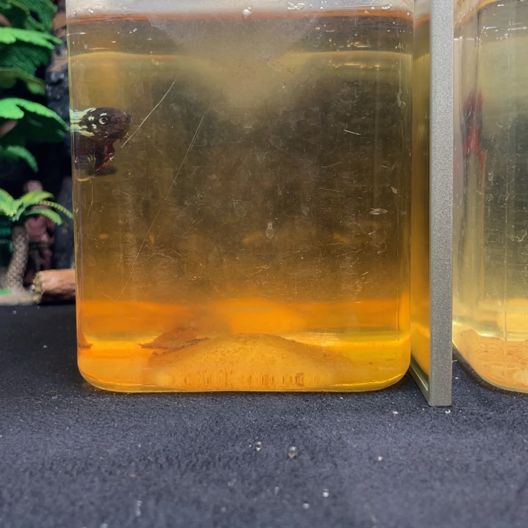 斗鱼十一月二十四日竞价