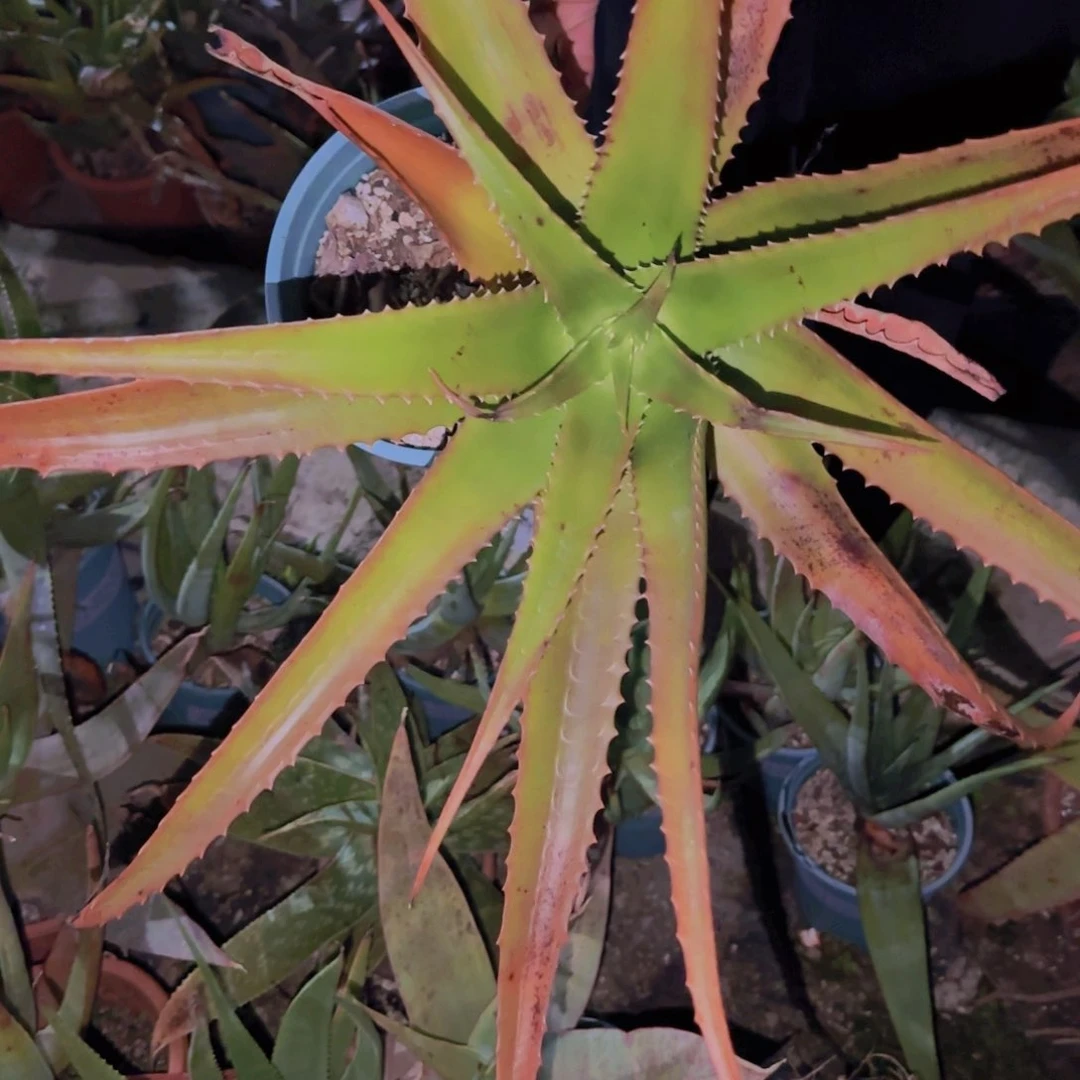 石**小块根植物块根植物