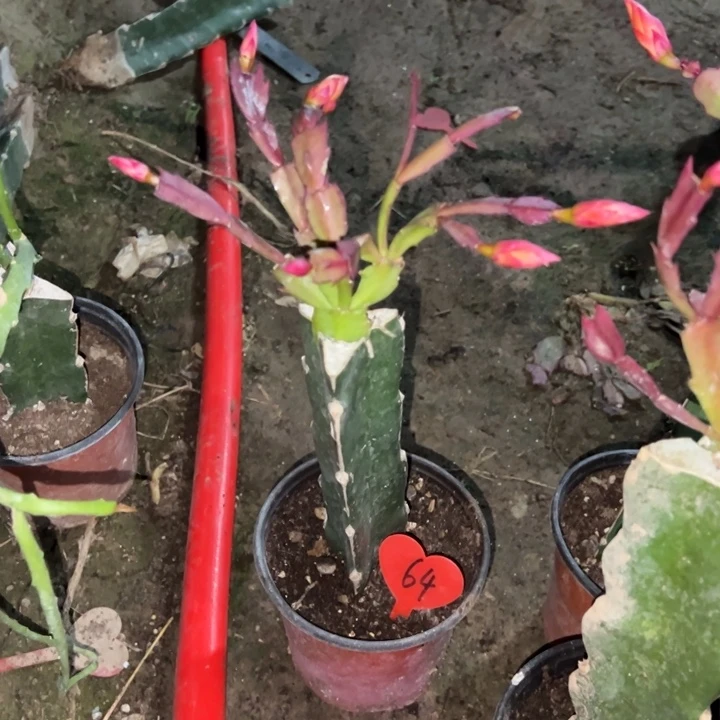 王***Q当前无花栽培后可以开花太阳64