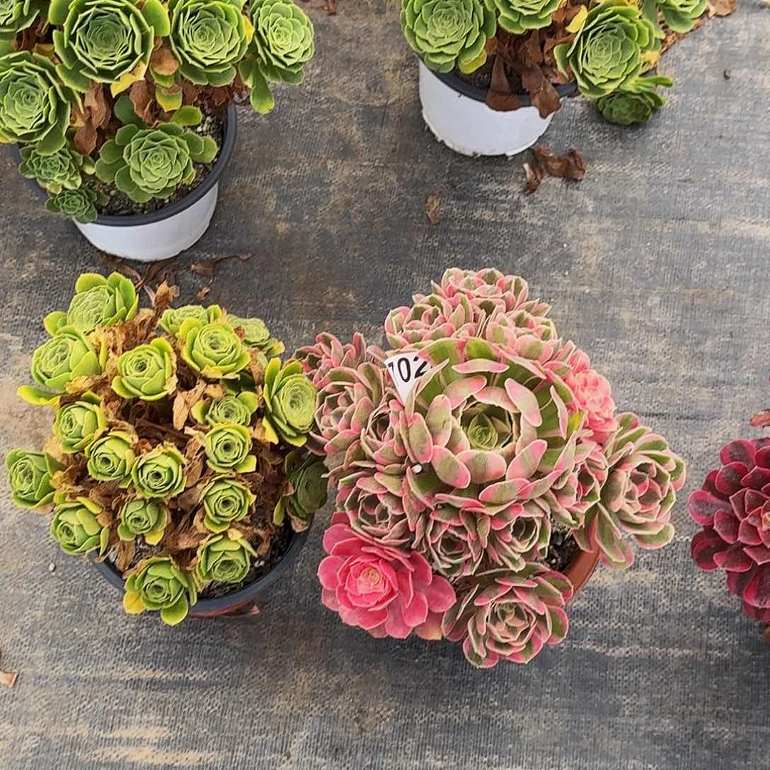 702绿玫瑰粉女郎两颗半木质桩