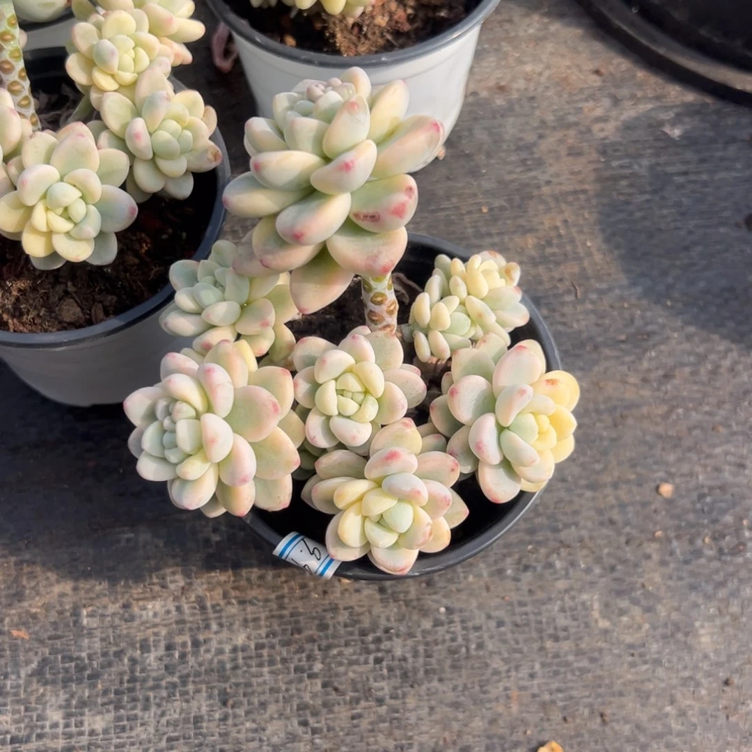 多肉劳尔锦【非偏远满18包邮】