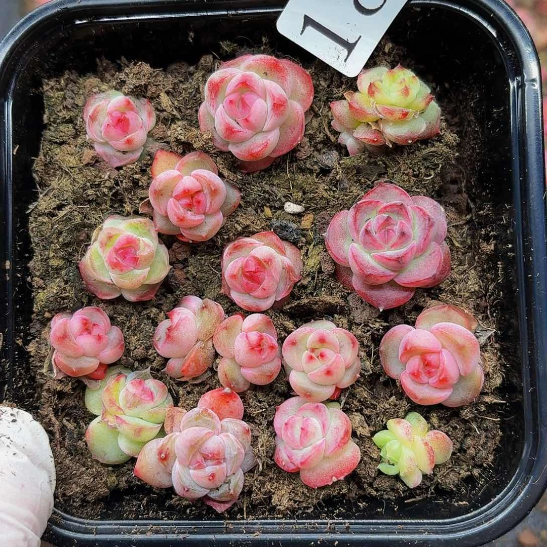 多肉植物多肉植物185