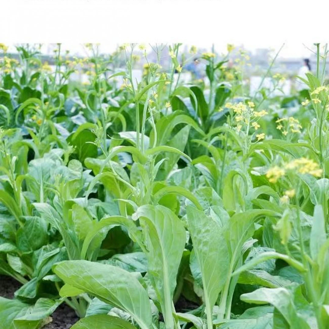 白菜苔种籽四季菜心白菜苔农家季节蔬菜种子