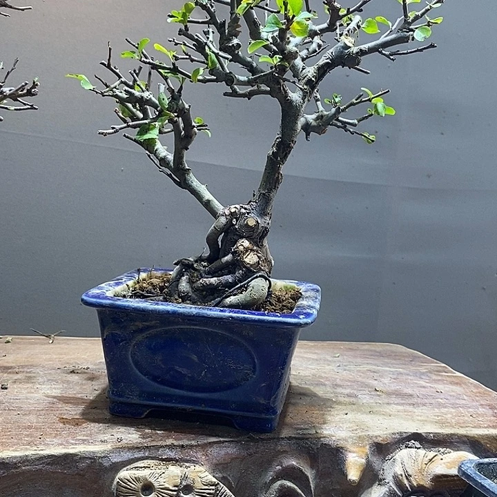 完全开放白花长寿梅