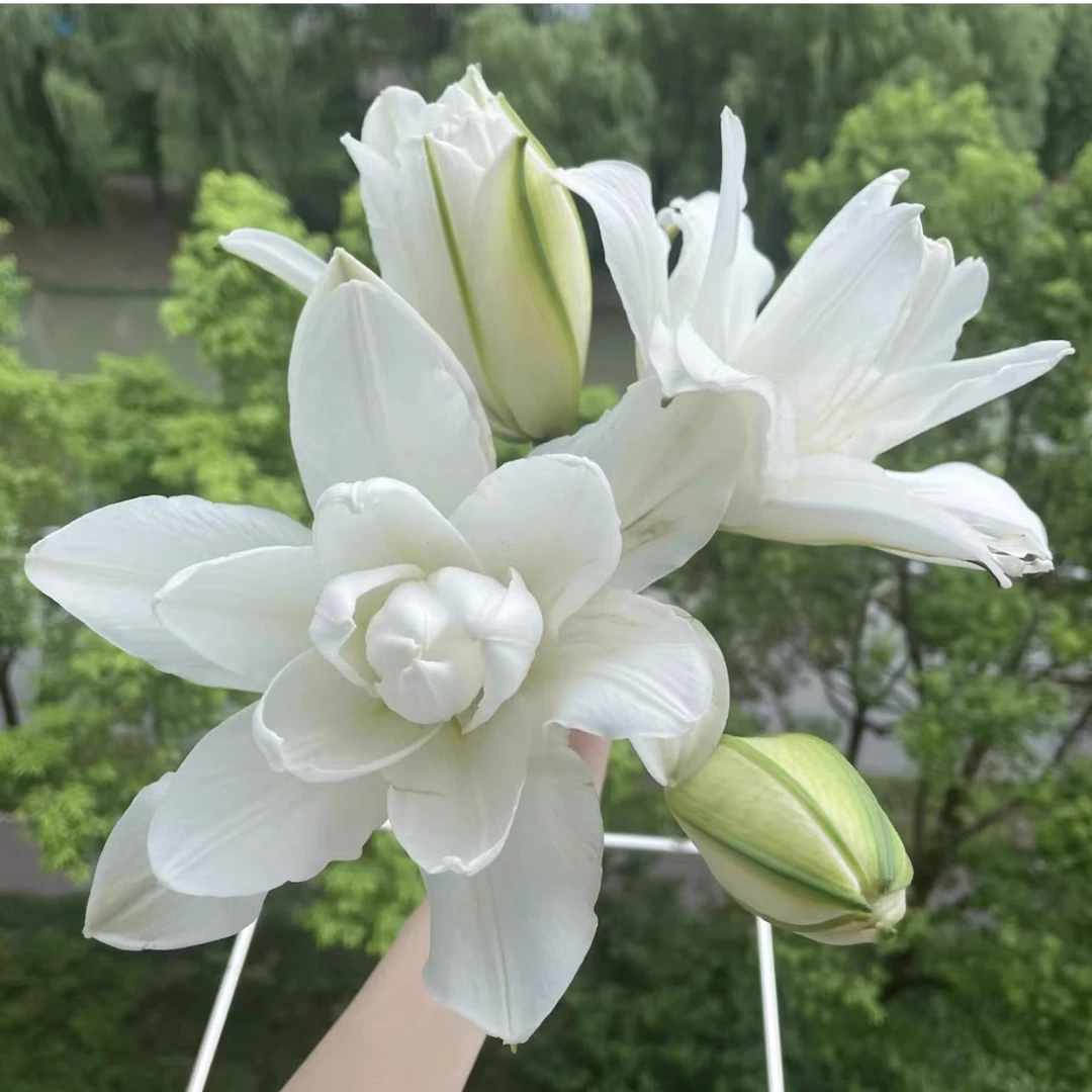 雪莲白色重瓣百合种球四季种植阳台盆栽耐热耐寒