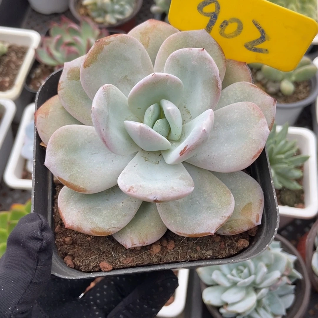 902奶茶多肉植物保护