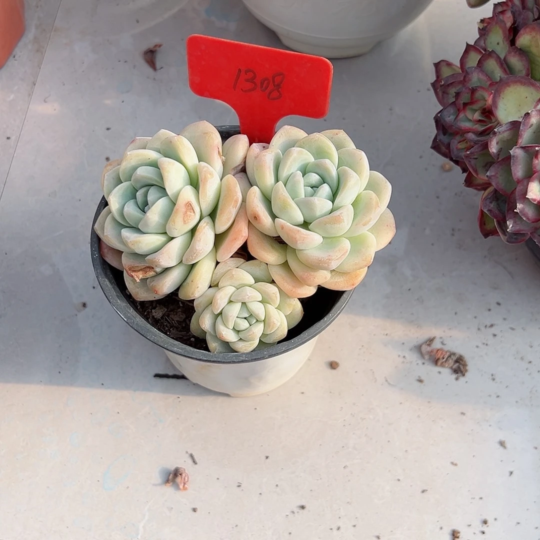 （****业1308冰玉多肉植物