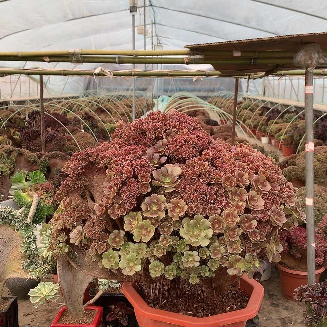 红陶娇*矫姐12333666