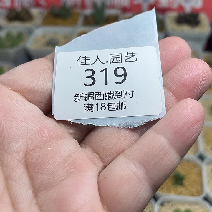一***帅佳人园艺多肉生石花319