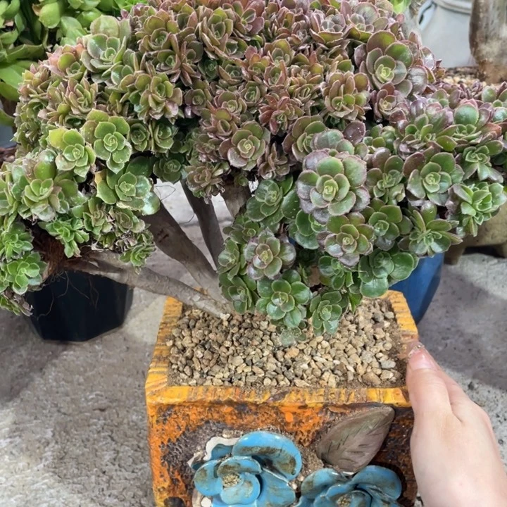 多肉的大肉都要长胖一点儿