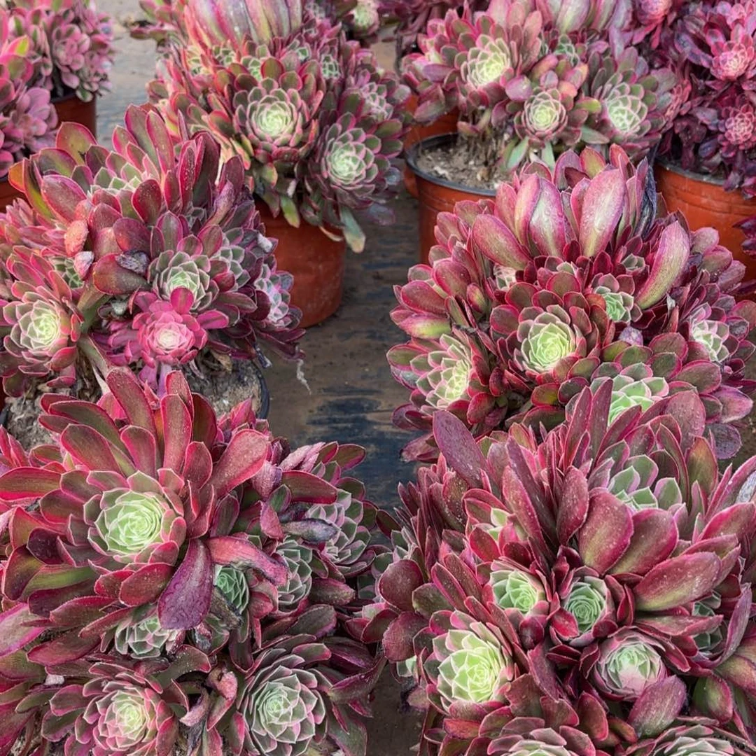 孔雀翎15.8法师多肉嫩