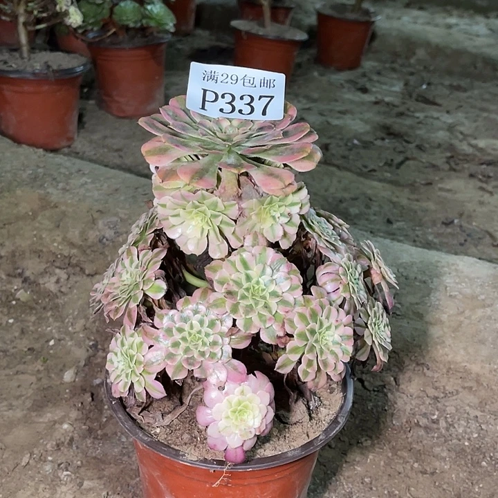 337红铜白多肉植物