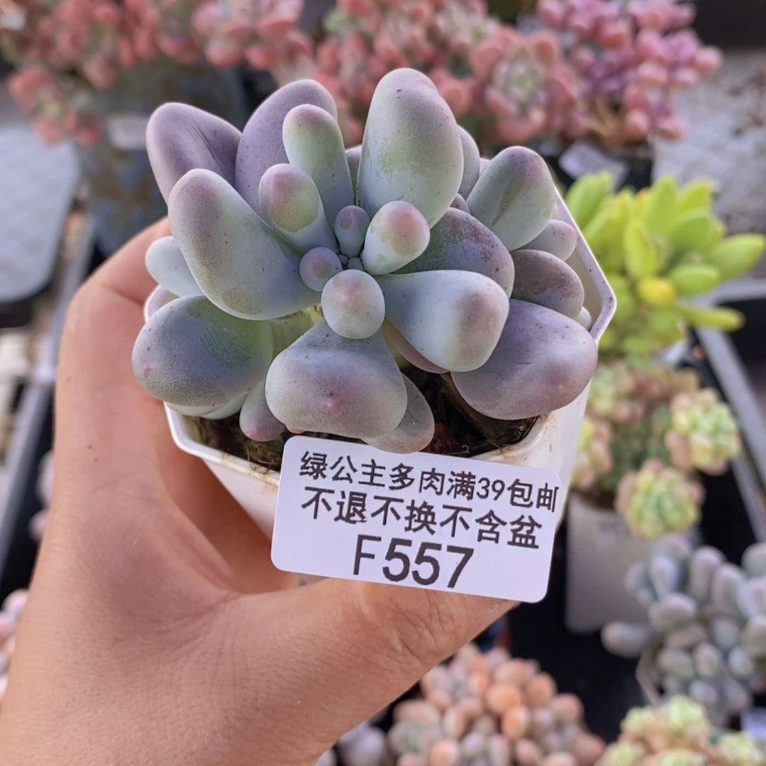 米可7cm557多肉植物