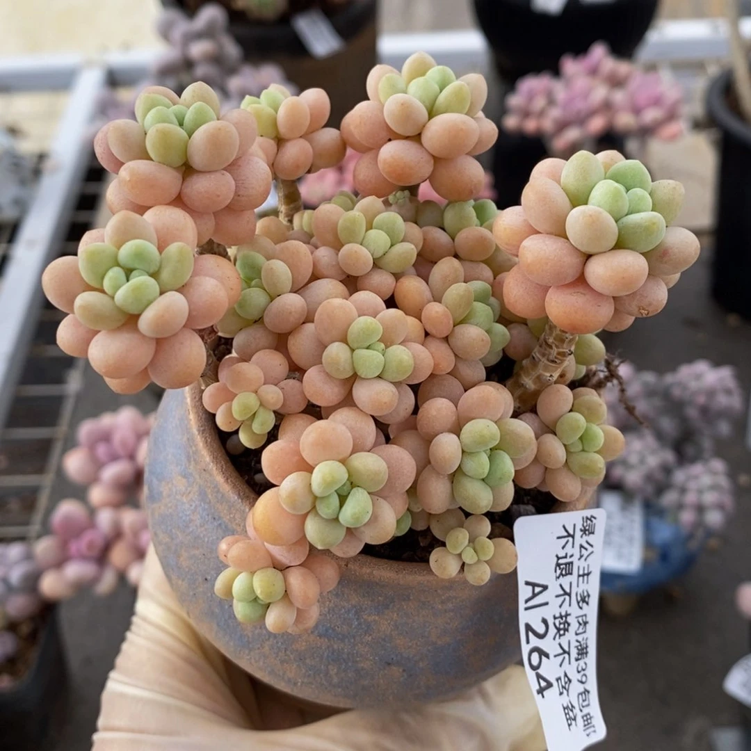 花朵鱼子酱264/9c m