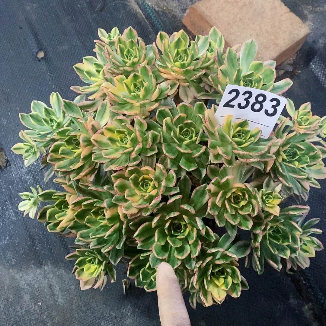 红陶2383甜茶4多肉