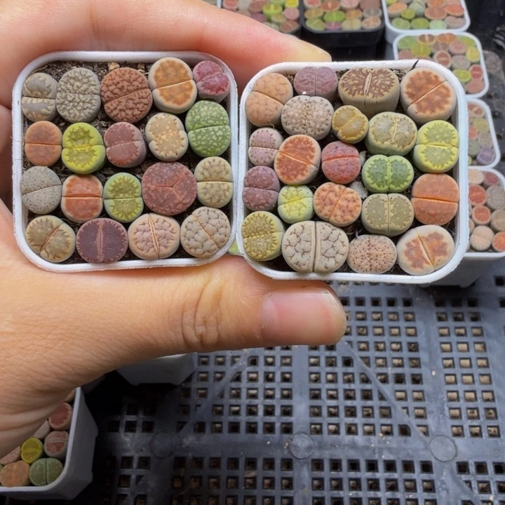 双***楼多肉植物的生长569
