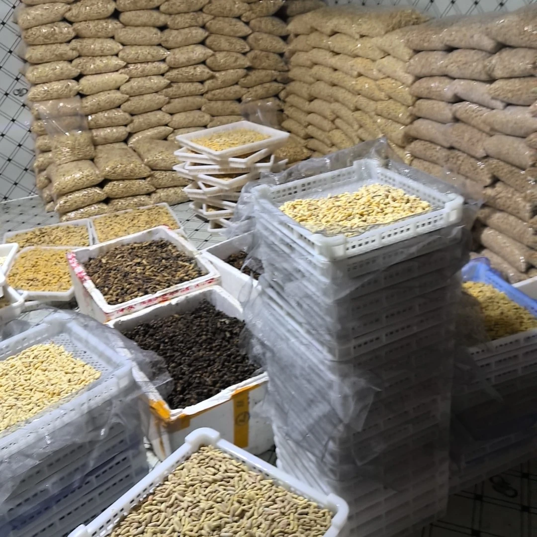 正宗绿色天然马蜂蜂蛹