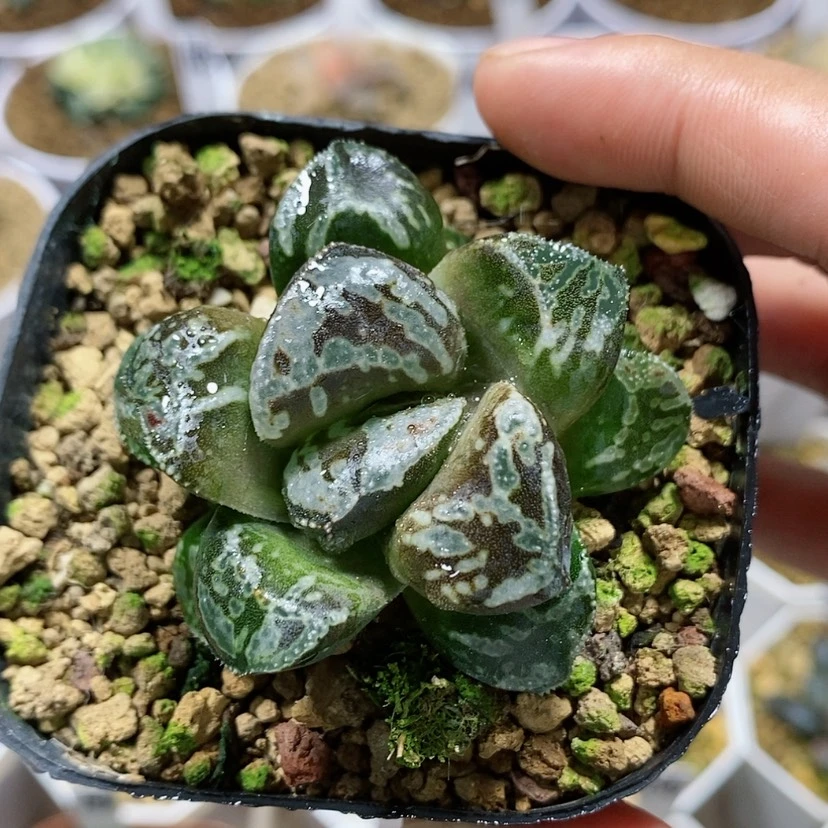 【闪购商品】3****0虎克