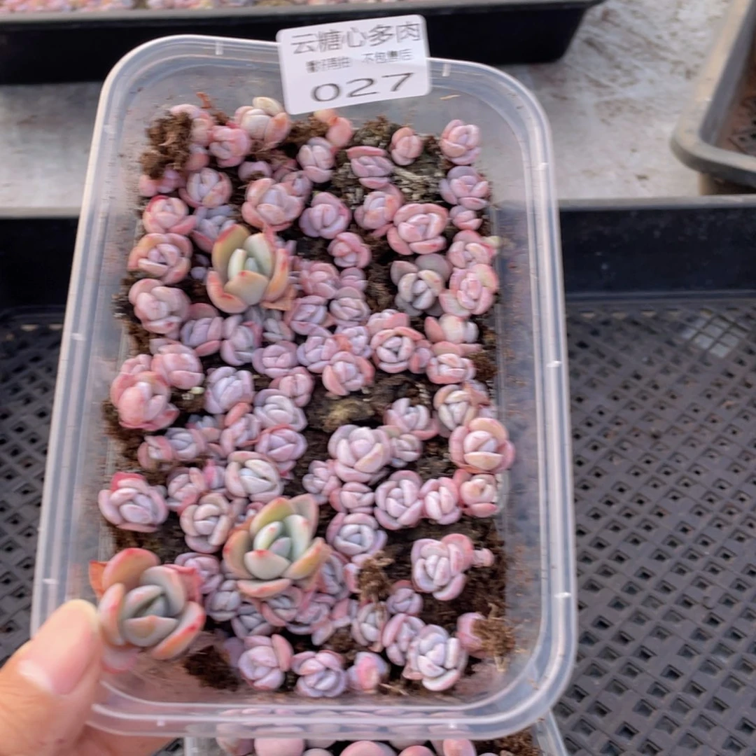 云糖心多肉植物27