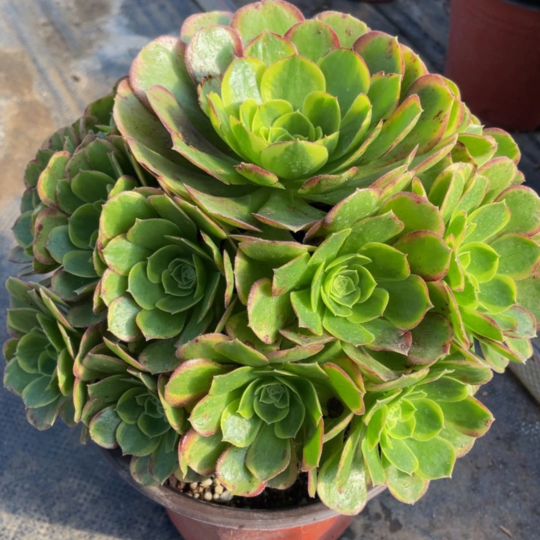 116奶白精品法师老桩