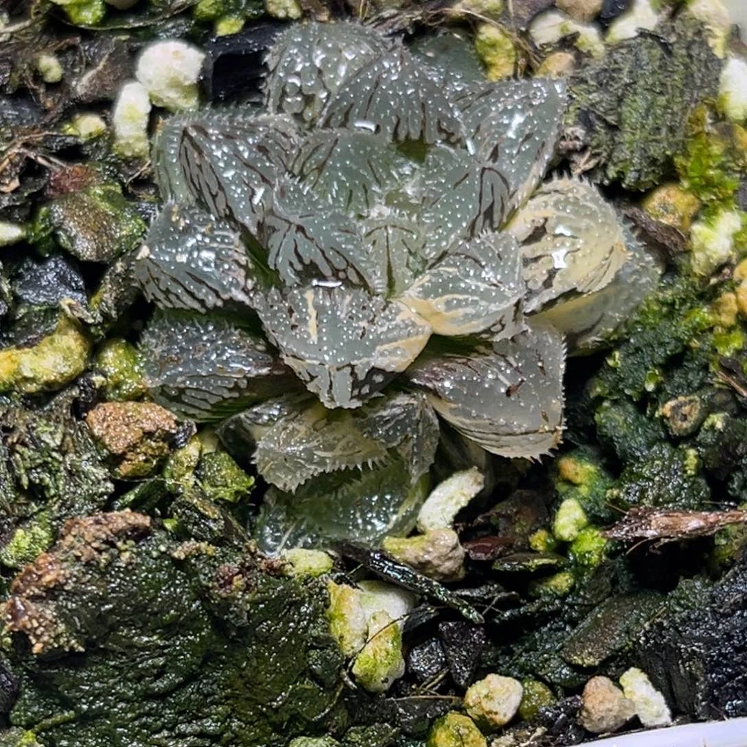 恭喜发财大吉大利0447