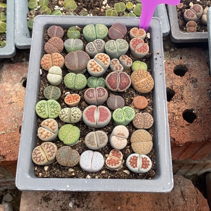 K***i无花朵生石花等植物536