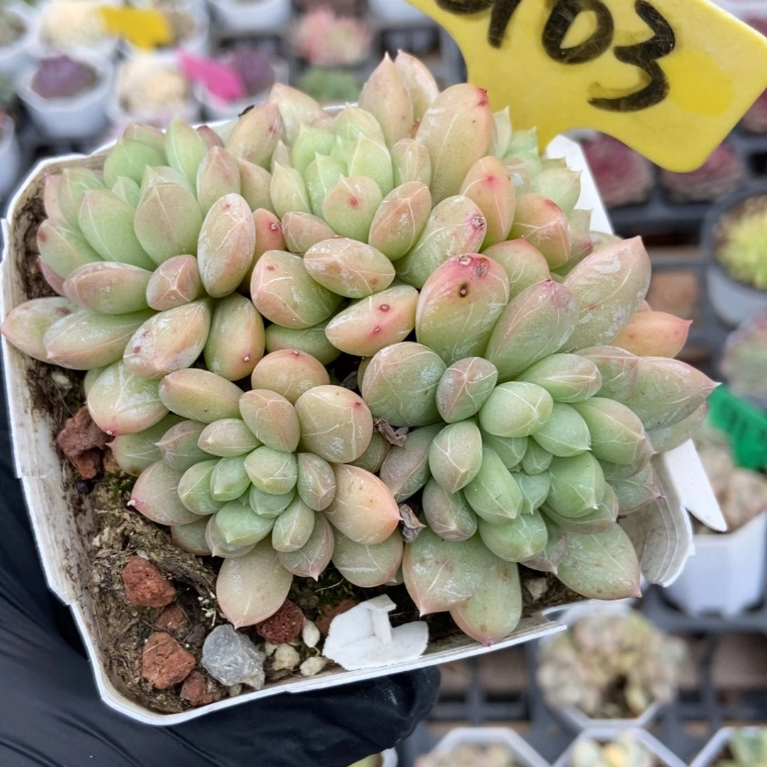 6103百搭翡翠多肉植物