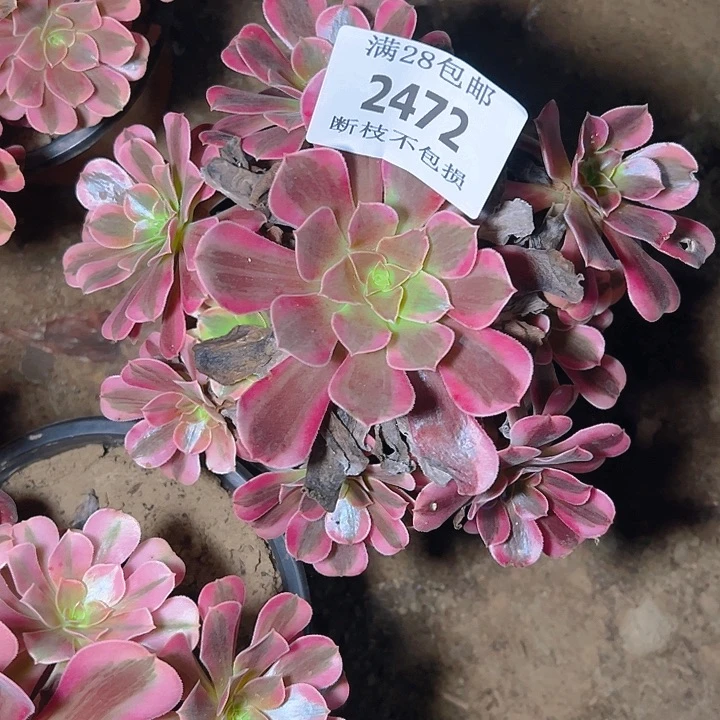 2472美杜莎多肉植物