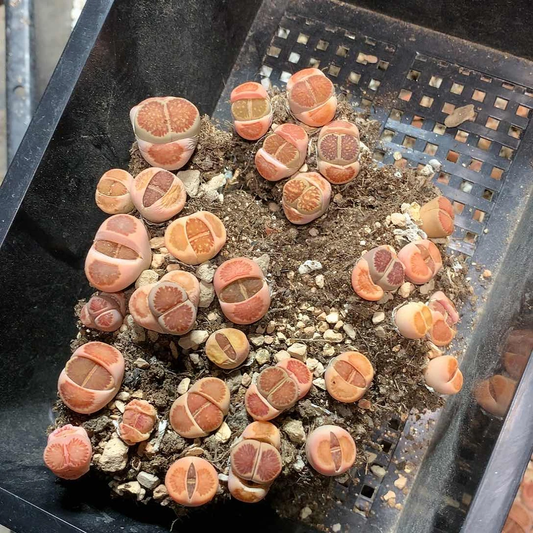 偏**钠A21多肉植物保护研究所