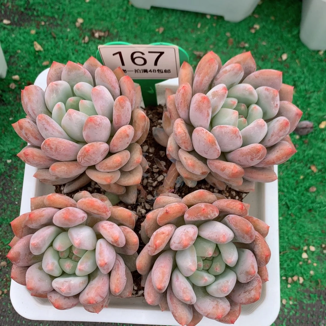 半夏美人老桩一物一拍