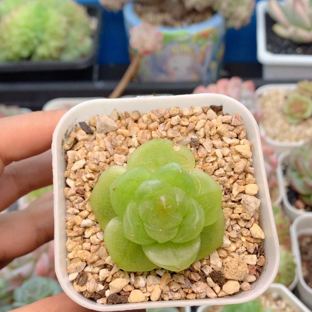 58包邮  群生不包整04