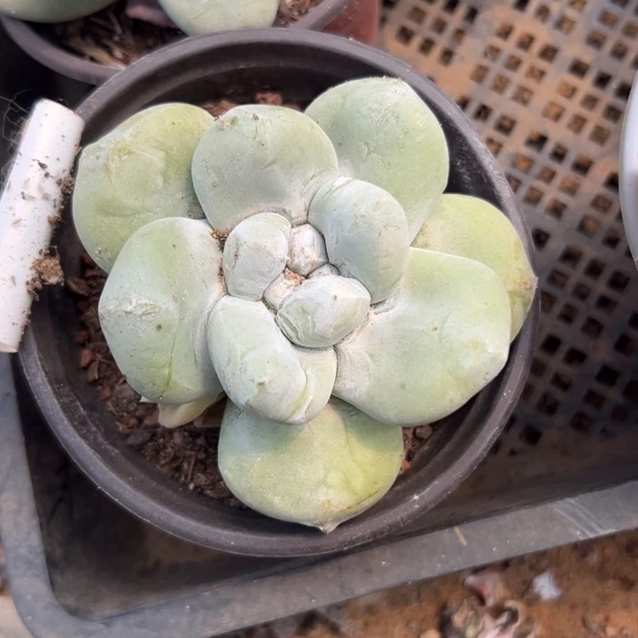 崽崽狂魔～一物一拍2148