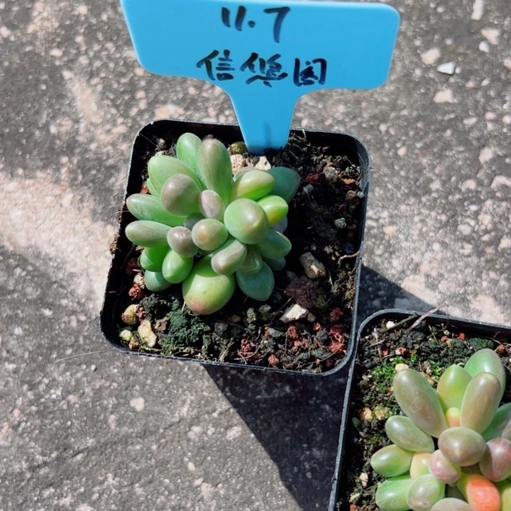 信***阁金桔拉多肉植物大群一颗