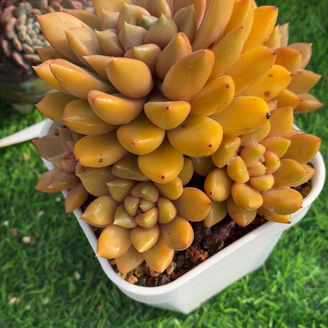多肉植物0052 满30包邮