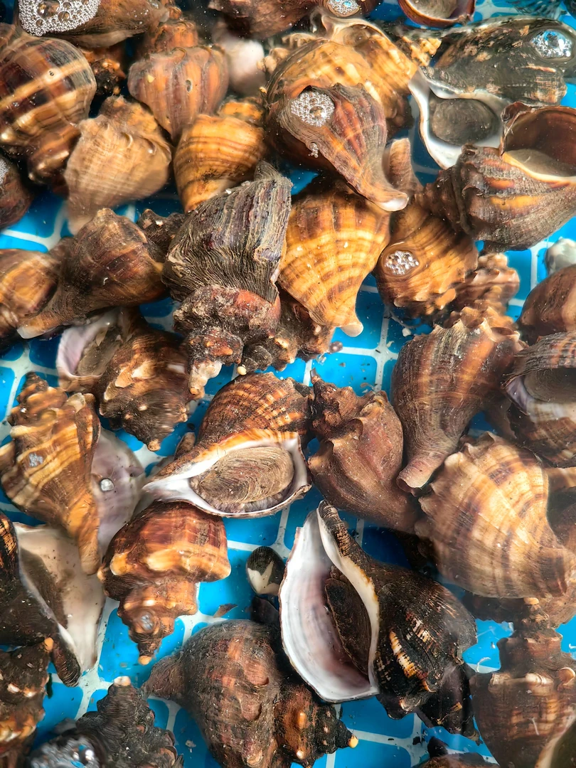 【顺丰发货】大连旅顺当地海螺新鲜薄皮海螺当地红壳香螺