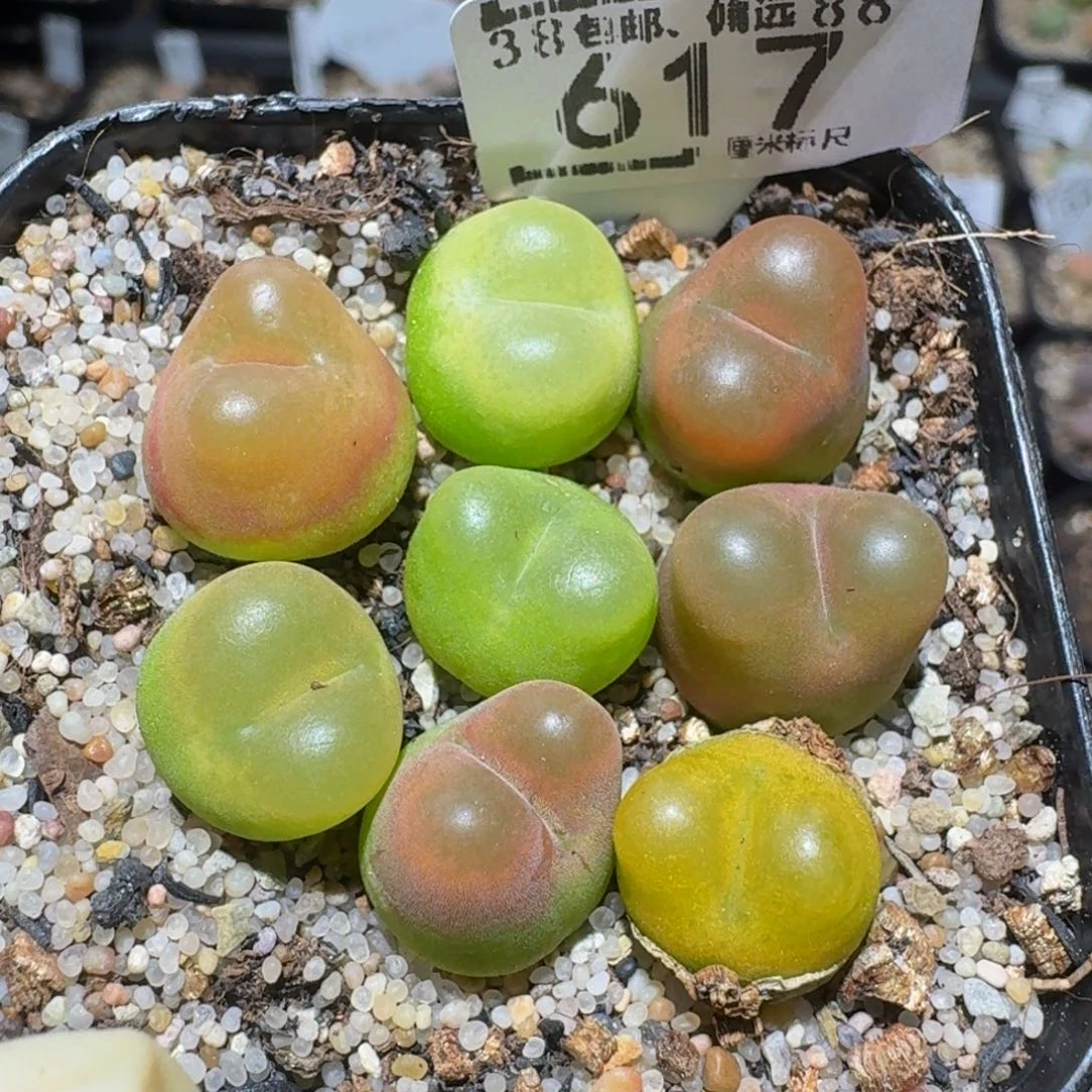 Zzzz精品生石花617