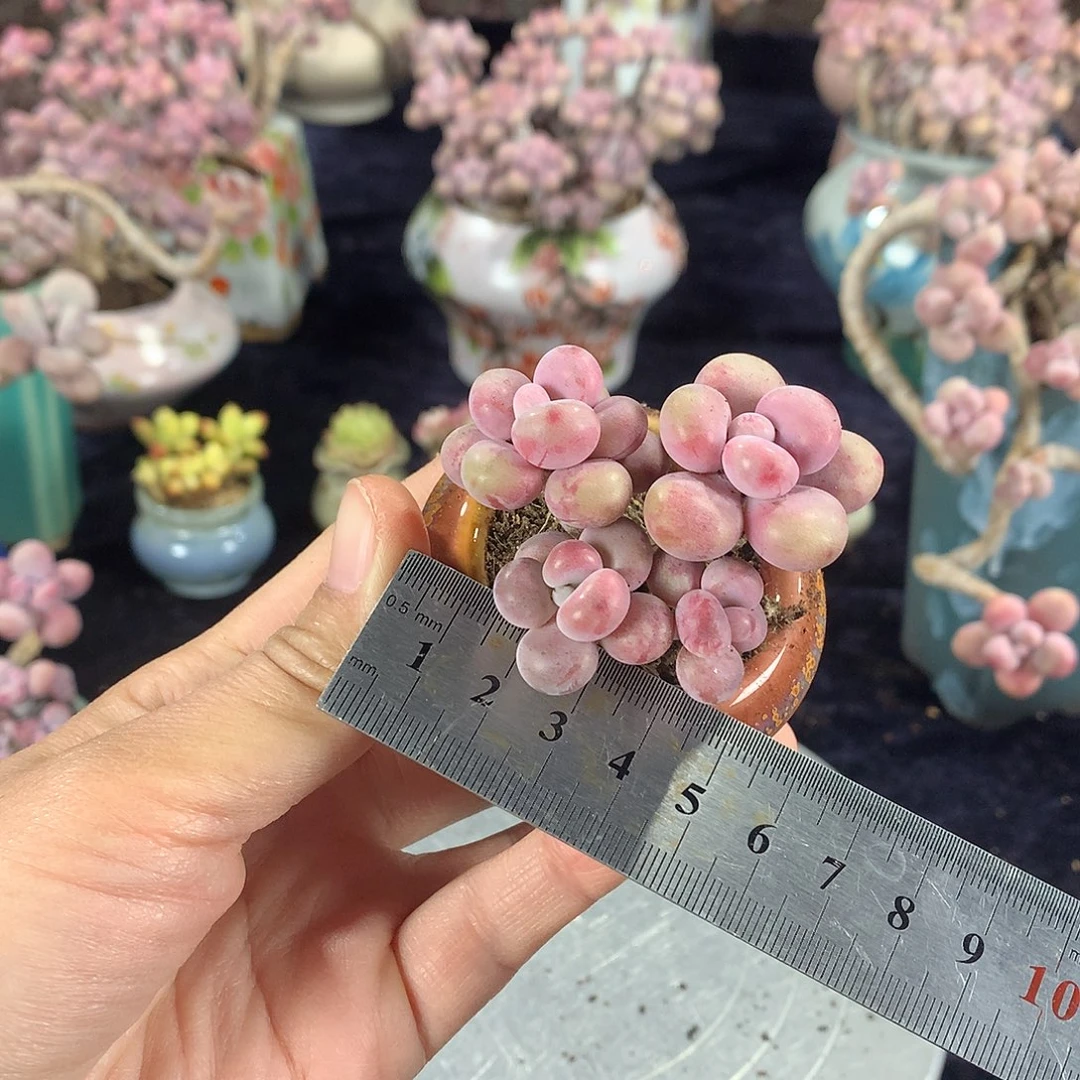 51号带盆偏远地区不包邮的